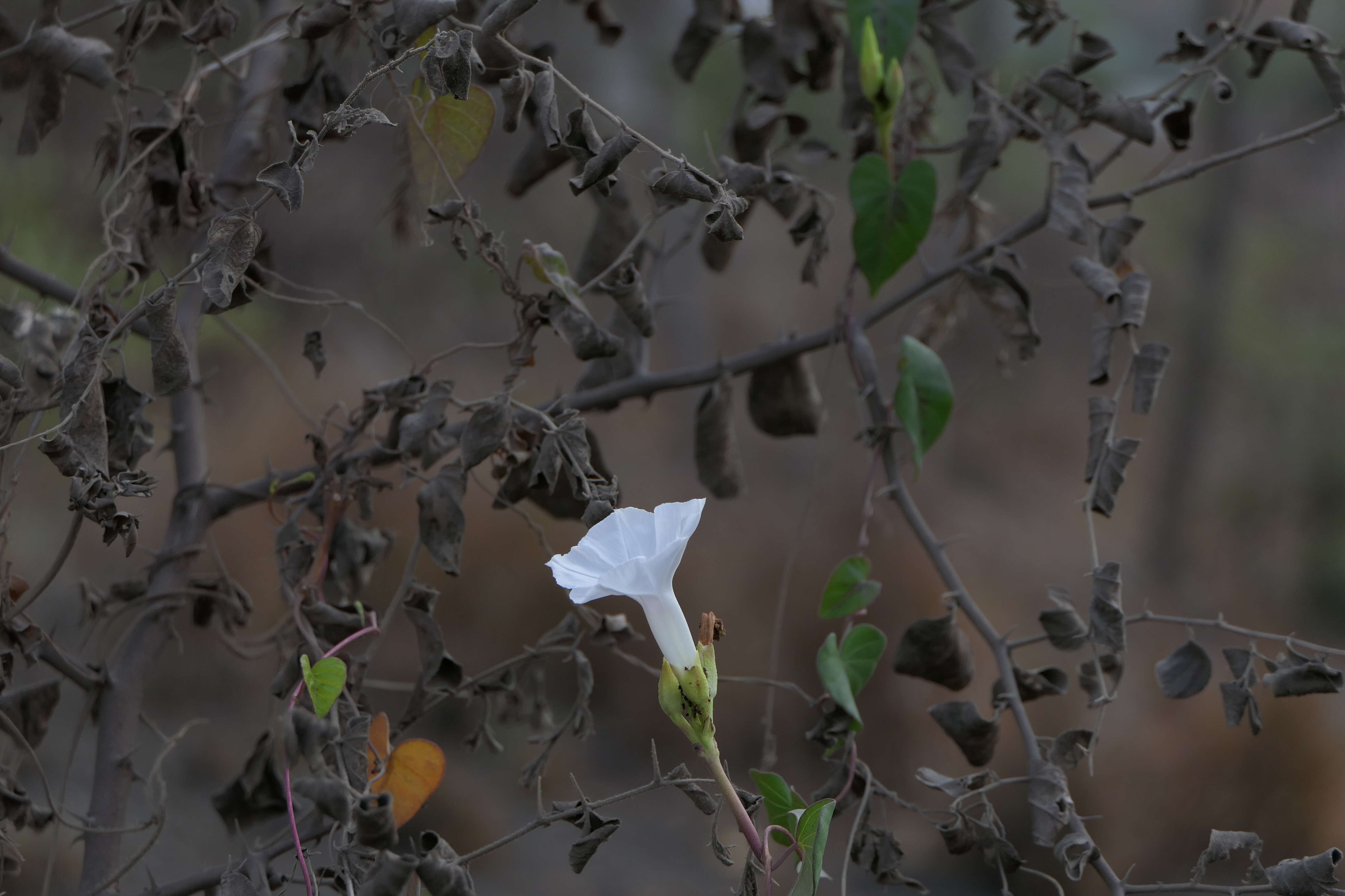 Image of Ipomoea sagittifolia Burm. fil.