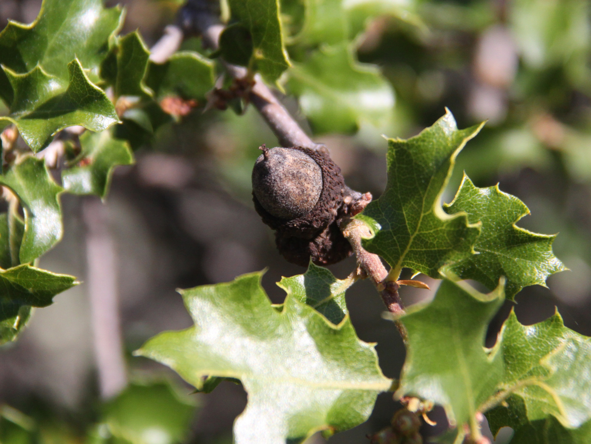 Image of California Gall Wasp