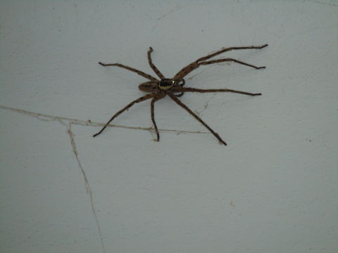 Image of huntsman spider