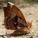 Image of Aglia tau (Linnaeus 1758)