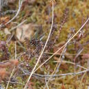 Image of <i>Carex pauciflora</i>