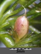 Image of Soft Hornwort