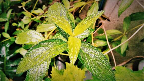 Plancia ëd Lippia abyssinica (Otto & A. Dietr.) Cufod.