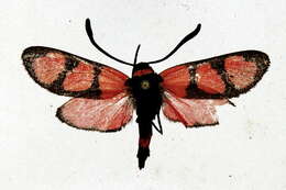 Image of Zygaena tamara Christoph 1889