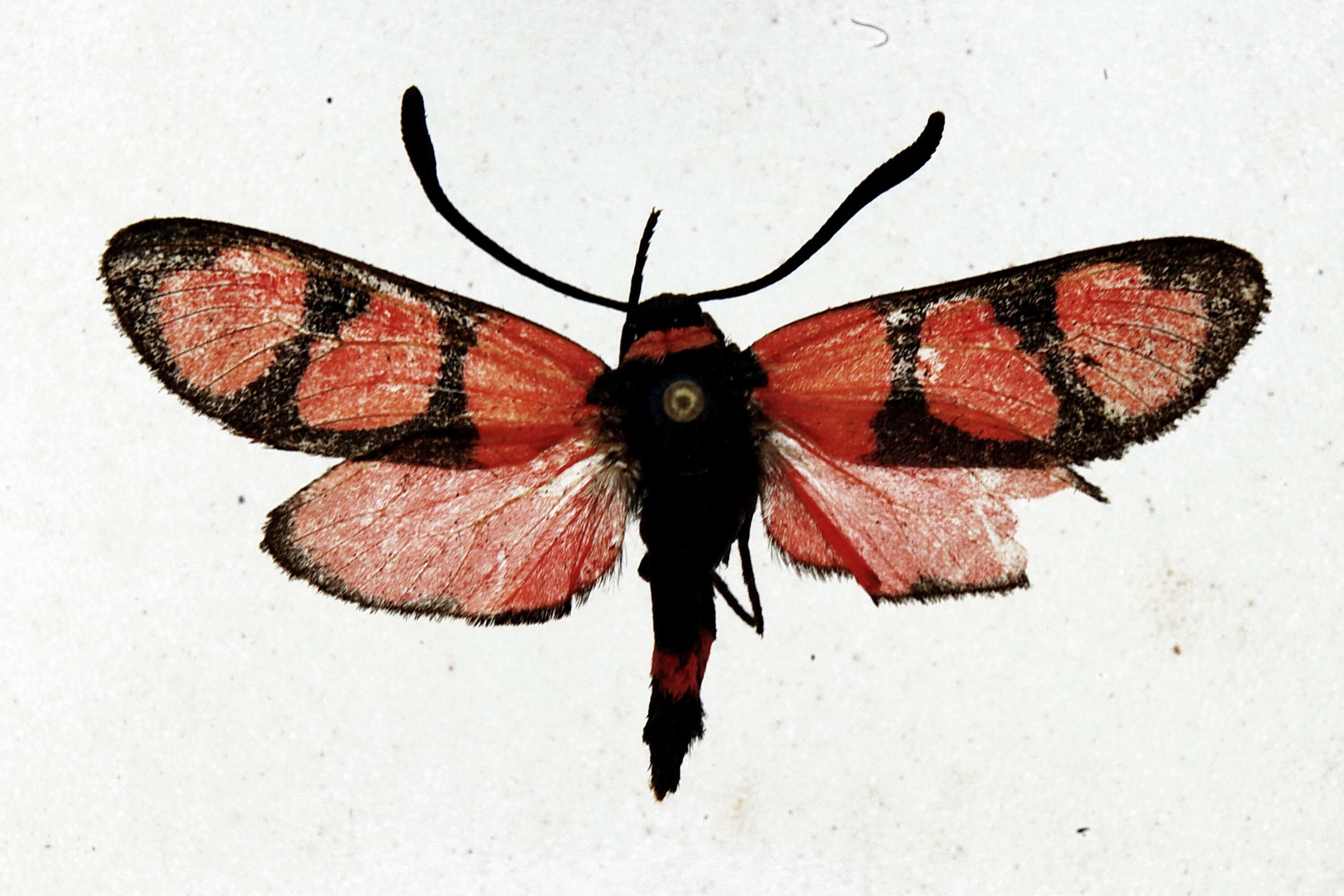 Image of Zygaena tamara Christoph 1889