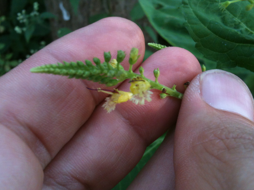 Image of <i>Collinsonia canadensis</i>