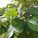 Image of <i>Quercus purulhana</i>