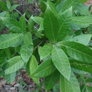 Image of <i>Quercus sapotifolia</i>