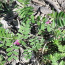 Image of <i>Vicia sativa nigra</i>
