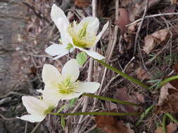 Image of black hellebore