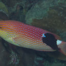 Image of Blackfin hogfish