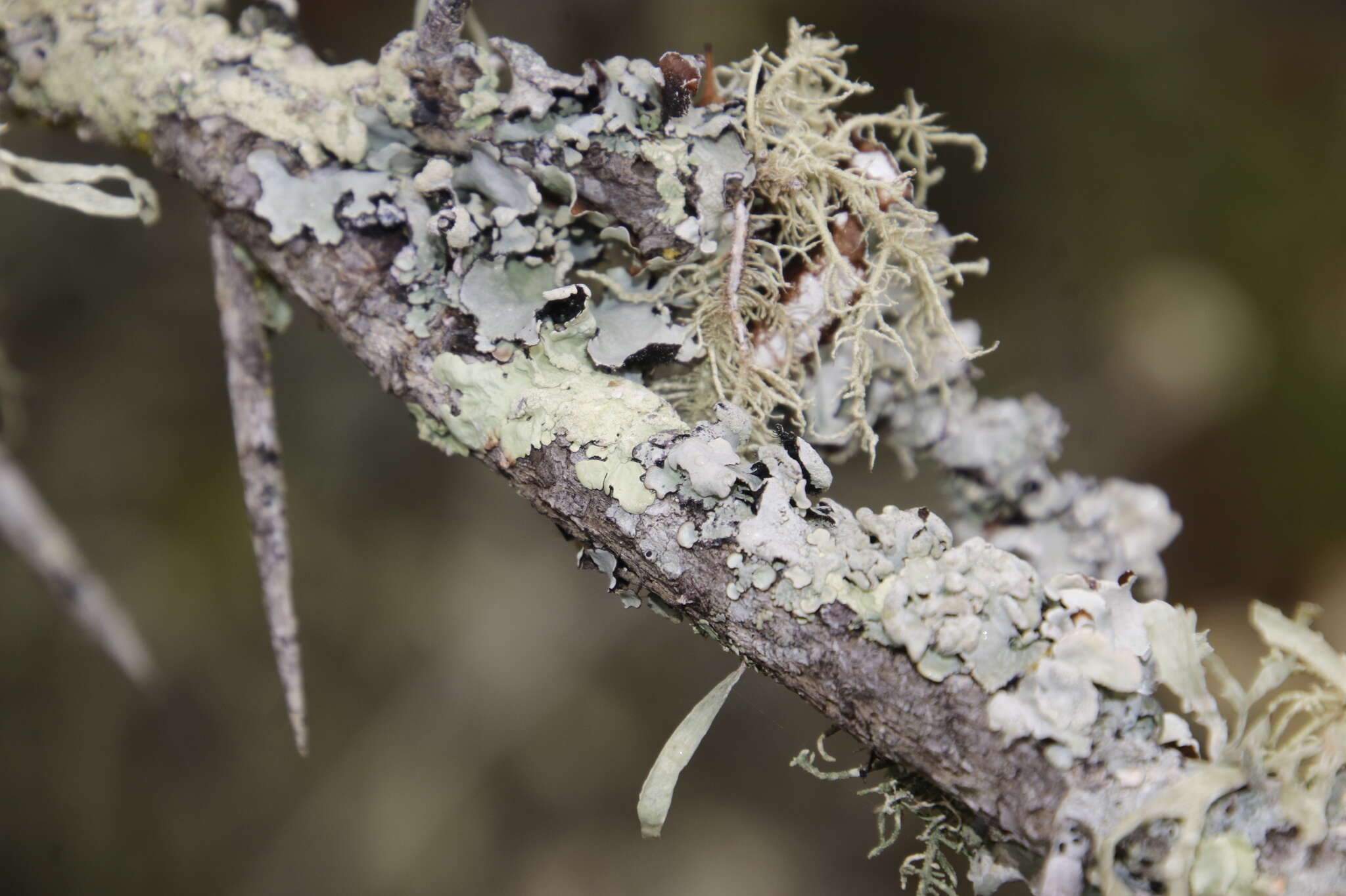 Image of Flavoparmelia soredians (Nyl.) Hale