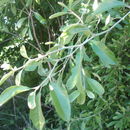 Image of <i>Sideroxylon lanuginosum oblongifolium</i>
