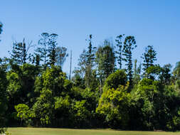 Image of Colonial Pine