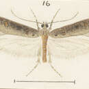Image of Atomotricha oeconoma Meyrick 1914