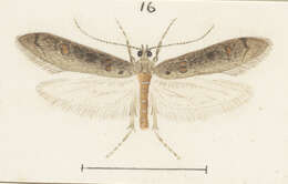 Image of Atomotricha oeconoma Meyrick 1914