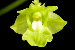 Sivun Dendrobium bifalce Lindl. kuva