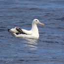 Image of Wandering Albatross