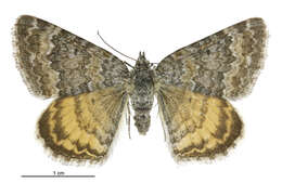 Image of Dasyuris anceps Butler 1877