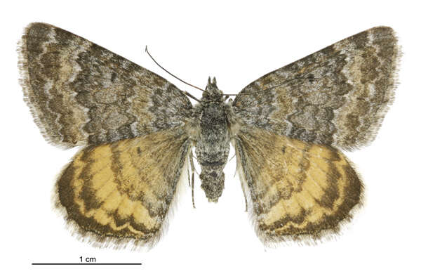 Image of Dasyuris anceps Butler 1877