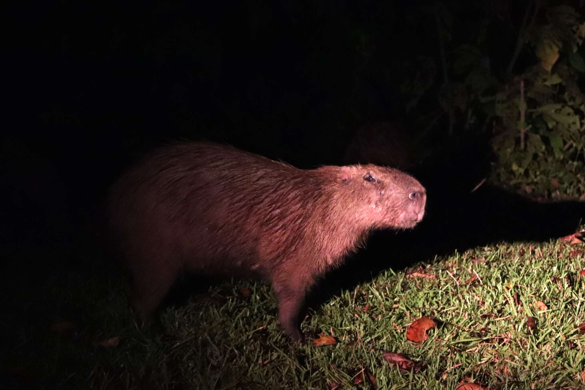 Image of Lesser Capybara