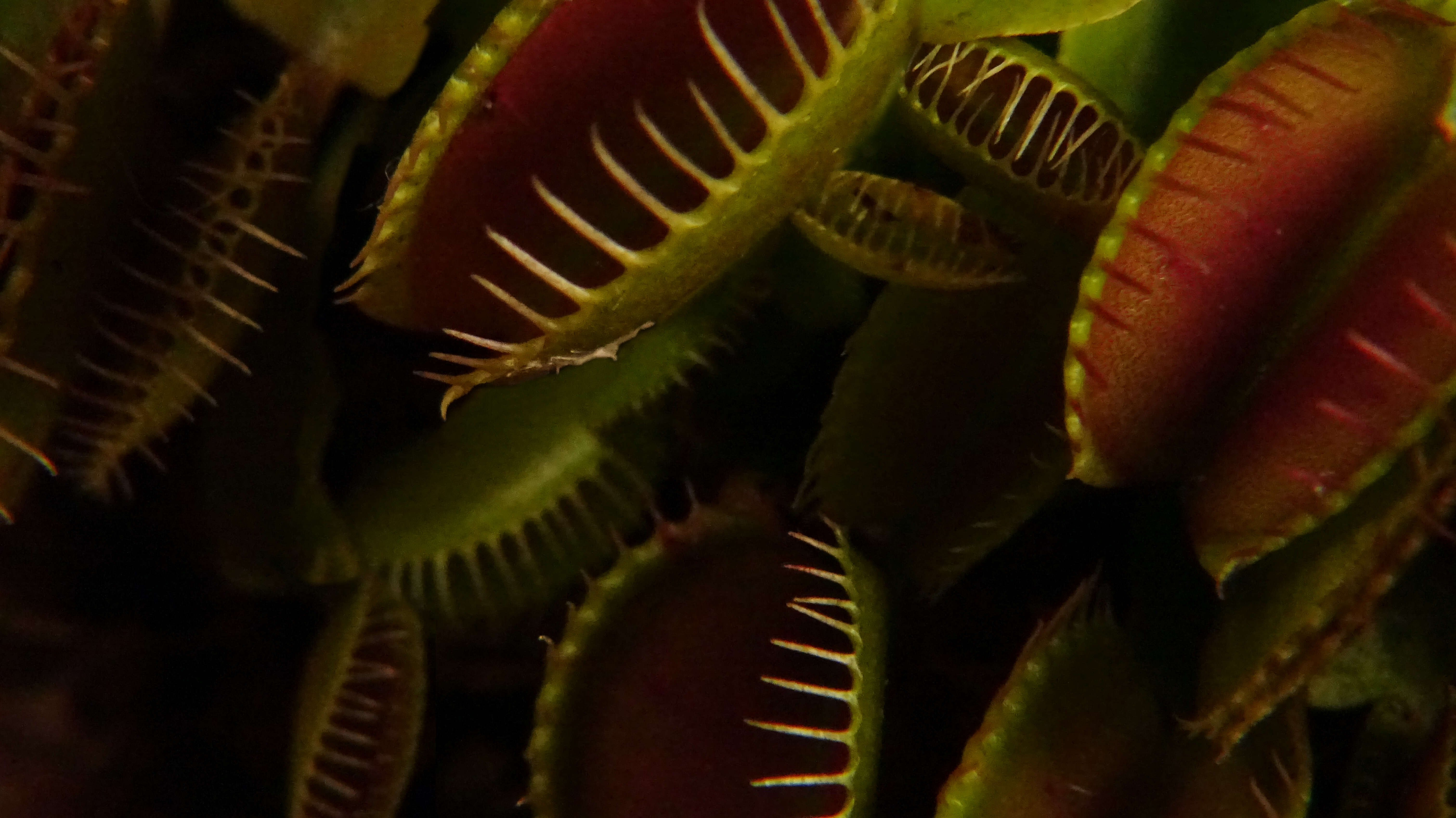 Image of Dionaea