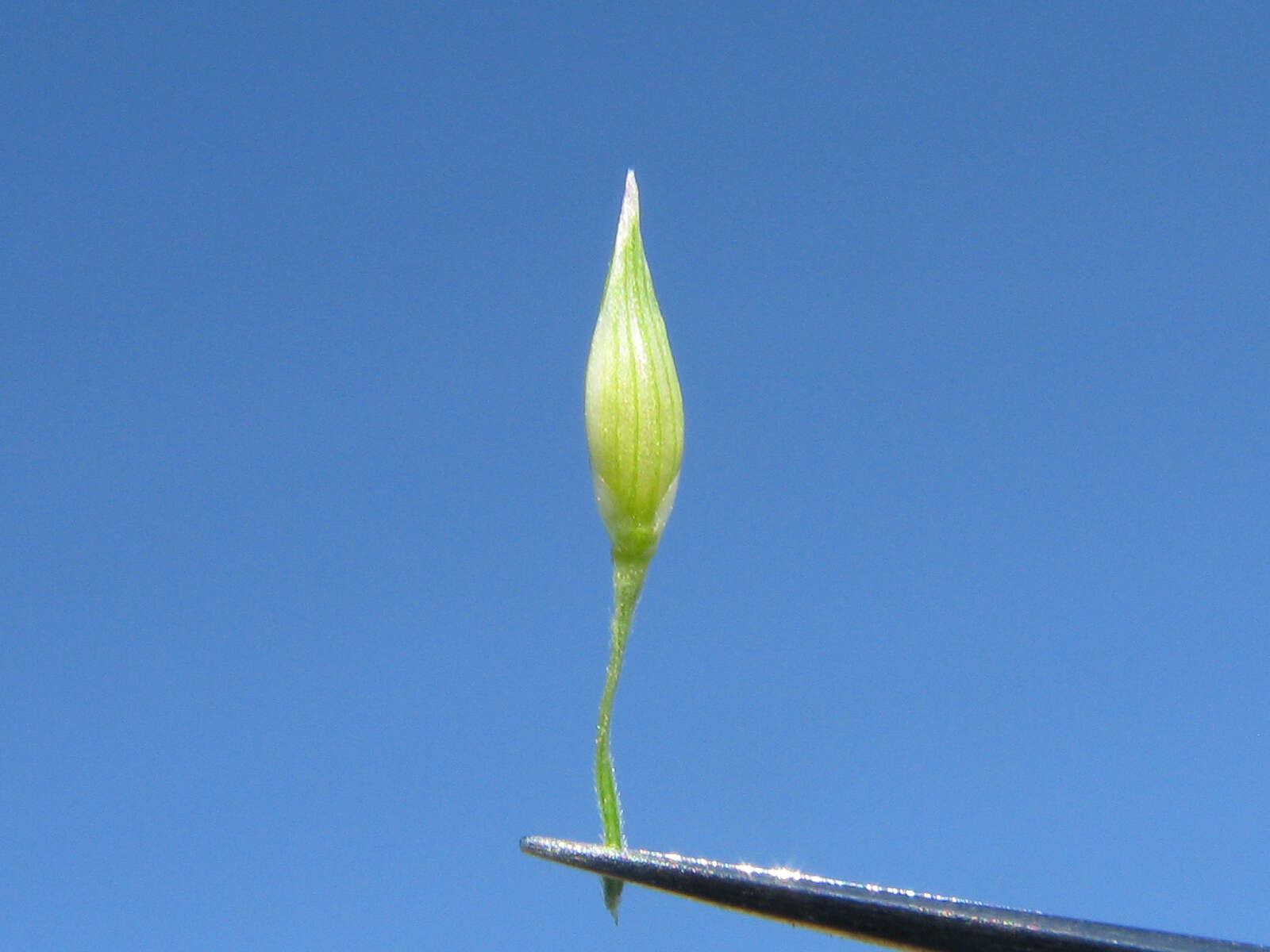 Imagem de Panicum queenslandicum Domin