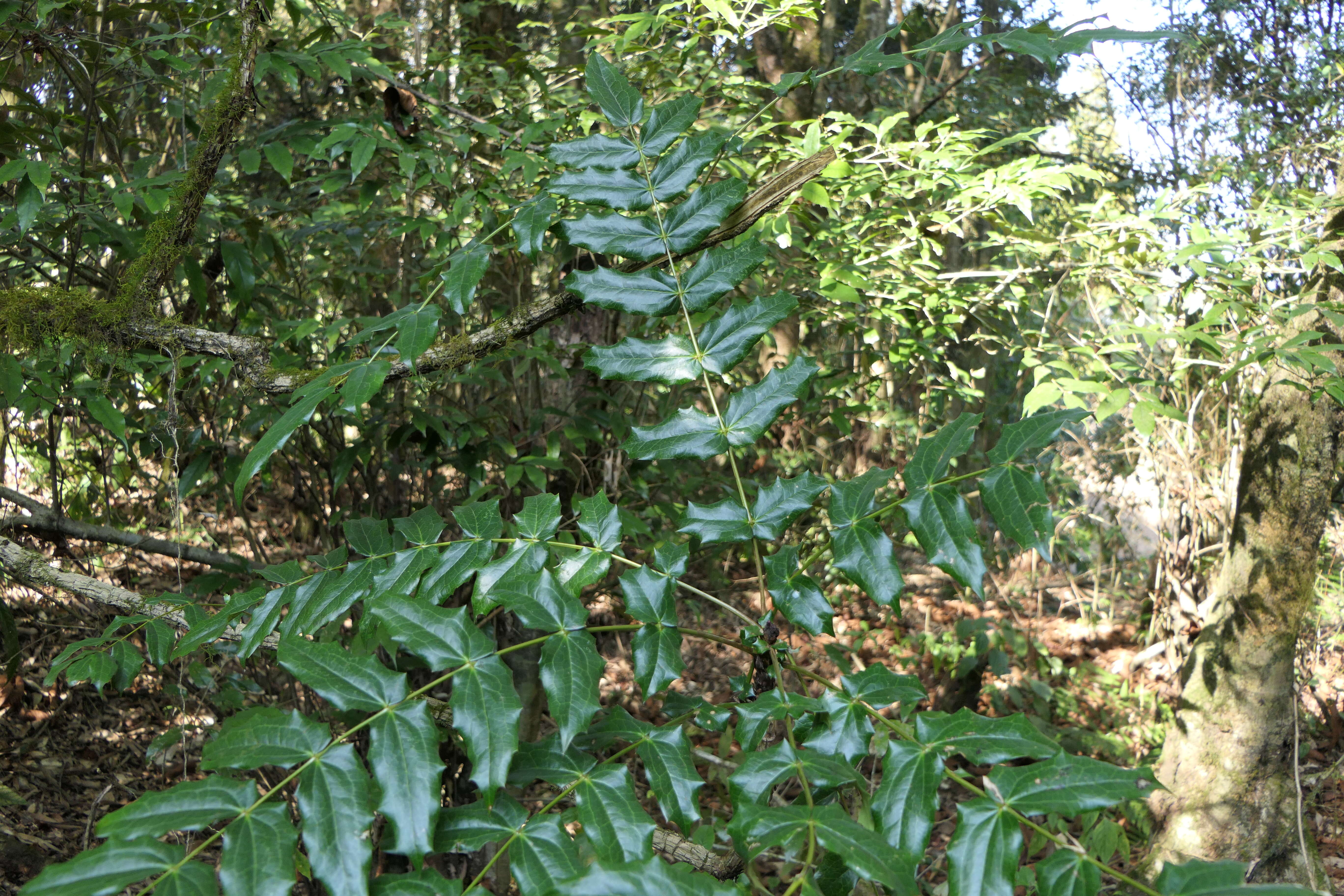 Image of Berberis napaulensis (DC.) Spreng.