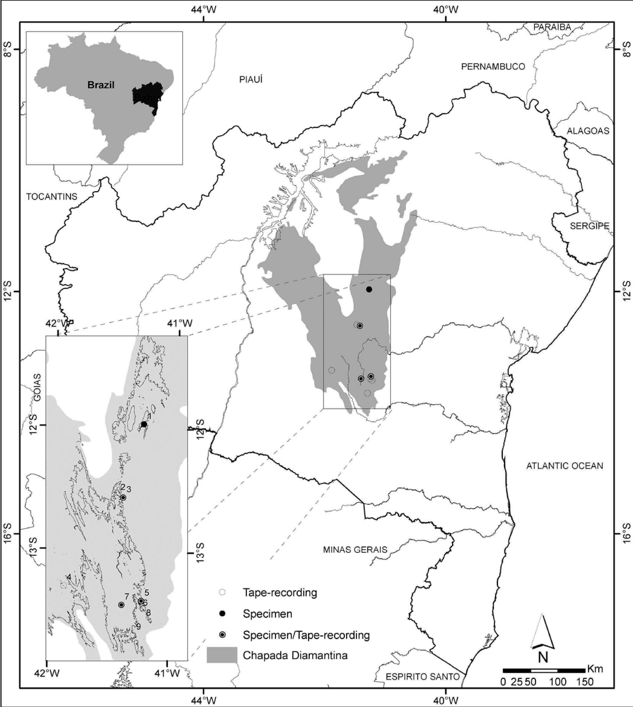 Image of Diamantina Tapaculo