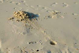 Image of Atlantic Ghost Crab