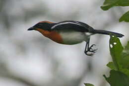 Image of Braun's Bushshrike