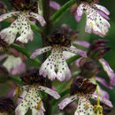 Image of <i>Orchis purpurea</i>