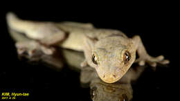 Image of Schlegel's Japanese Gecko