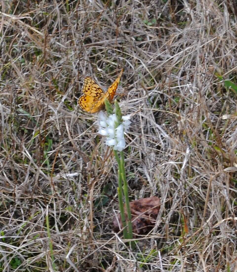 Image of Nodding lady's tresses