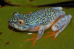 Image of Whitebelly Reed Frog