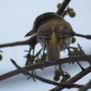 Image of Bright-rumped Attila