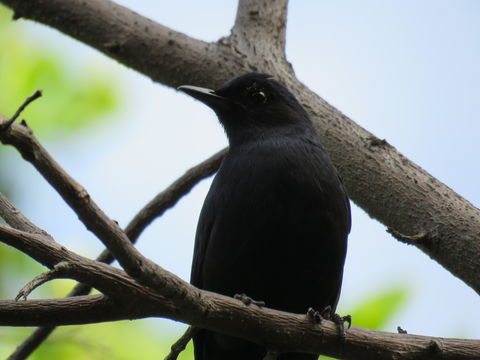Image of Black Catbird