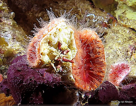 Image of <i>Monomyces rubrum</i> (Quoy & Gaimard 1833)