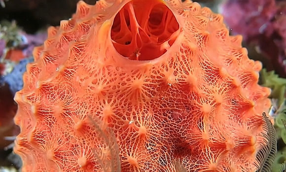 Image of <i>Tethya fastigiata</i>