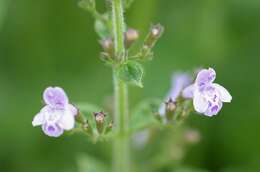 Image of Lesser calamint