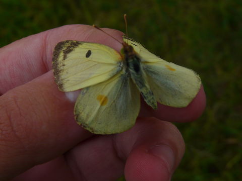 Image of bergers clouded yellow