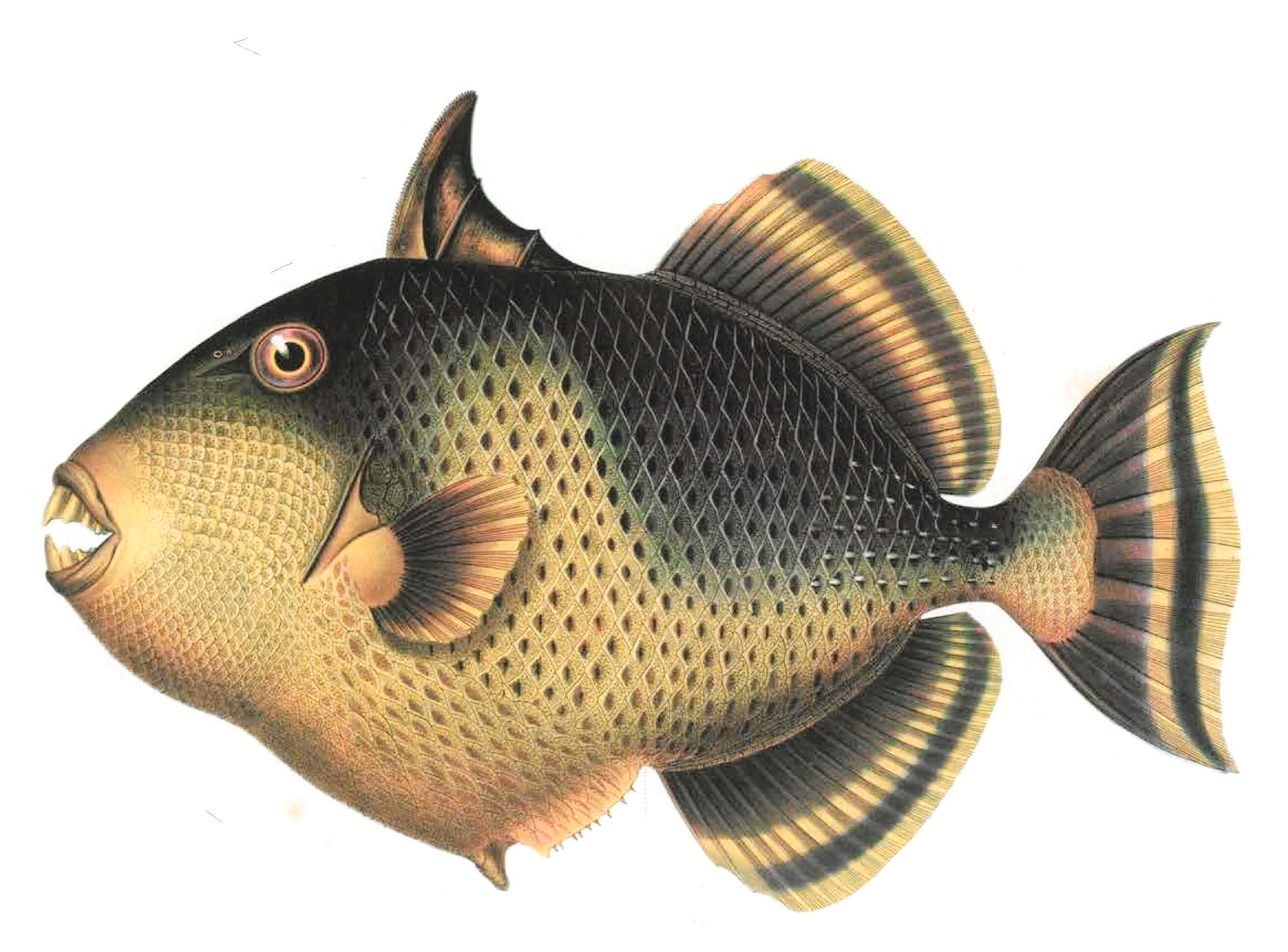 Image of Yellowmargin triggerfish