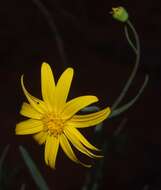 Senecio gregorii的圖片