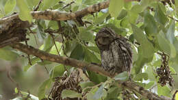 Image of African Scops Owl