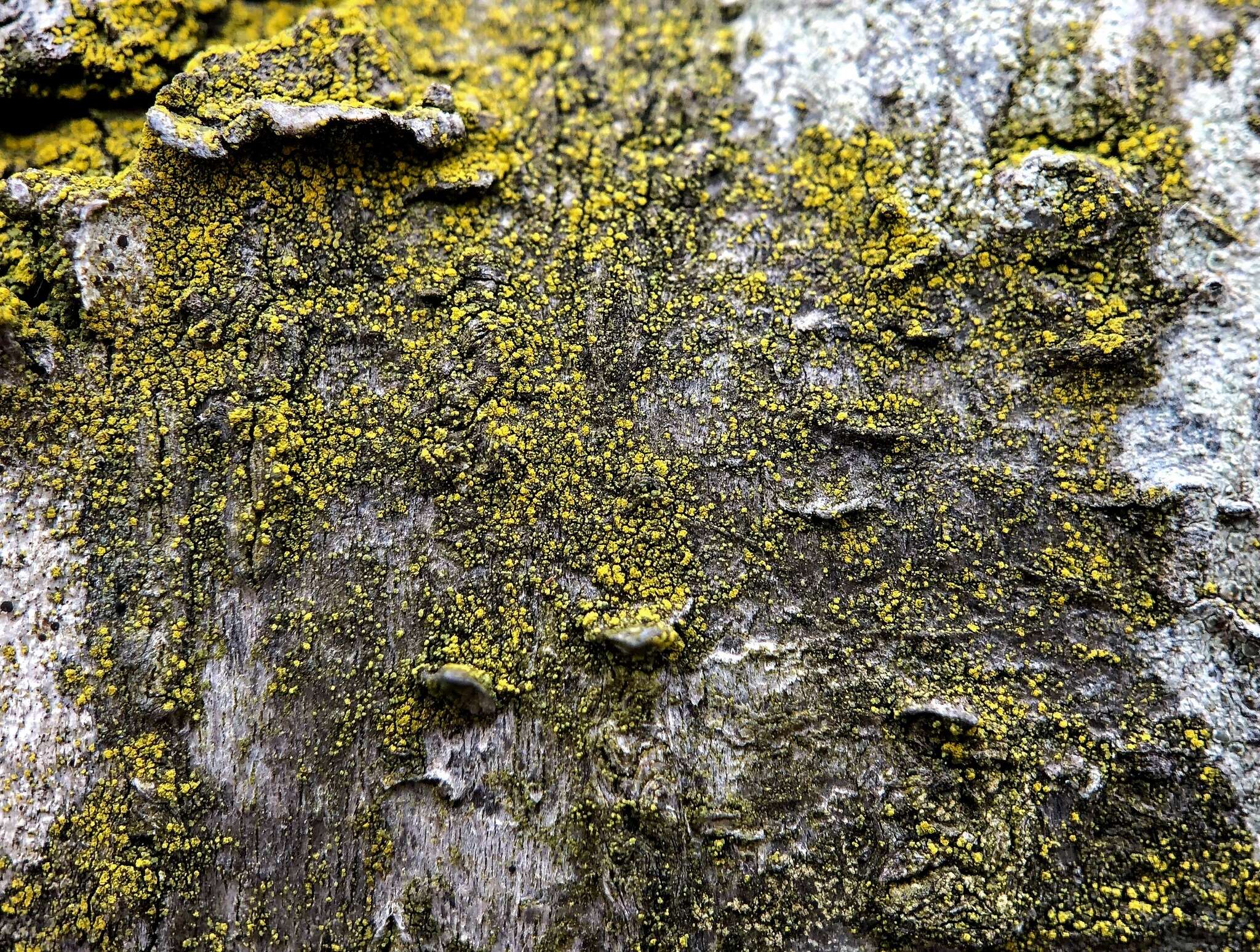 صورة Candelariella efflorescens R. C. Harris & W. R. Buck