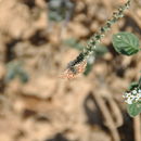 Image of Spialia sertorius Hoffmansegg 1804