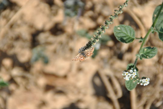 Image of <i>Spialia sertorius</i> Hoffmansegg 1804