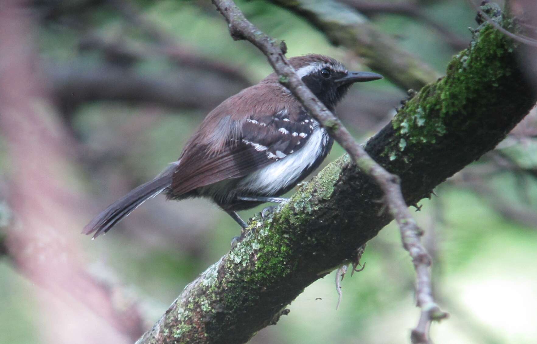 Image of Southern White-fringed Antwren