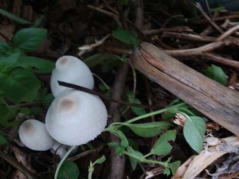 Image of Leucocoprinus cepistipes (Sowerby) Pat. 1889