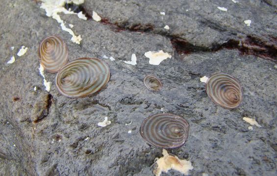 Image of <i>Atalacmea fragilis</i> (G. B. Sowerby I 1823)
